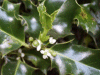 Holly (Ilex aquifolium)