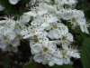 Hawthorn flowers (Crataegus monogyna)