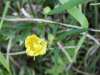 Buttercup (Ranunculus bulbosus)