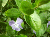 Periwinke; Myrtle (Vinca Minor)