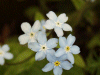 Forget-me-nots (Myosotis scorpioides)