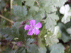 Herb-Robert (Geranium robertianum)