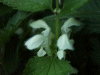White Dead-Nettle (Lamium album)