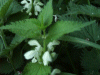 White Dead-Nettle (Lamium album)