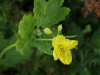 Greater Celandine (Chelidonium majus)
