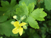 Greater Celandine (Chelidonium majus)