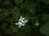 Probably Holly (Ilex aquifolium) - maybe Woodruff (Galium odoratum)