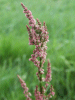Common Sorel (Rumex acetosa)