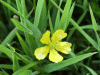 Buttercup (Ranunculus bulbosus)