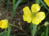 Buttercup (Ranunculus bulbosus)