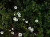 Oxeye daisy (Leucanthemum vulgare) (syn. Chrysanthemum leucanthemum) beside the motorway