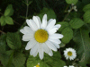 Oxeye daisy (Leucanthemum vulgare) (syn. Chrysanthemum leucanthemum) beside the motorway