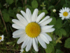 Oxeye daisy (Leucanthemum vulgare) (syn. Chrysanthemum leucanthemum) beside the motorway