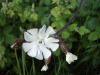 White Campion (Silene alba)