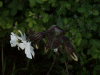 White Campion (Silene alba)