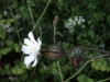 White Campion (Silene alba)