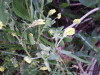 A form of Black Medick (Medicago lupulina)?