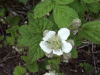 Bramble/Blackberry flower (Rubus fruticosus)