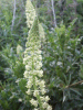 A Wild Mignonette (Resida lutea)