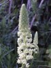 A Wild Mignonette (Resida lutea)