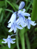 Bluebells (Hycanthinoides non-scripta)