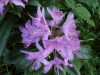 Wild Rhododendrums (Rhododendron ponticum)