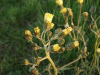 Suspected Nipplewort (Lapsana communis)