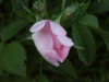 Possible Wild Rose