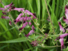 A type of Common Fumitory (Fumaria officinalis)