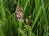 A type of Common Fumitory (Fumaria officinalis)
