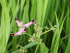 A type of Common Fumitory (Fumaria officinalis)