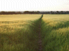 Public path leading through the ripening grain fields