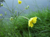 Buttercup (Ranunculus repens)