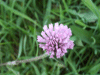 Red Clover (trefolium repens)