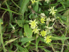 Black Medick (Medicago lupulina)