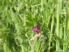 Common Vetch (Vicia sativa)
