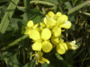 Ball Mustard (Neslia paniculata)