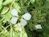 Wild Radish (Raphanus raphanistrum)