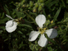 Wild Radish (Raphanus raphanistrum)