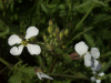 Wild Radish (Raphanus raphanistrum)