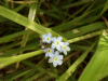 Forget-me-nots (Myosotis scorpioides)