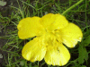Buttercup (Ranunculus bulbosus)