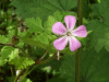 Herb-Robert (Geranium robertianum)