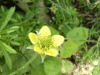 Wood Avens/Herb Bennet (Geum urbanum)