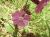 Red Campion (Silene dioica)