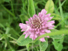Red Clover (trefolium repens)