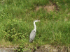 Heron on the Canal