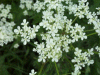 Cow Parsley (Anthriscus sylvestris)