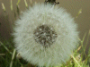 Dandelion Seedhead