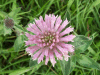 Red Clover (trefolium repens)
